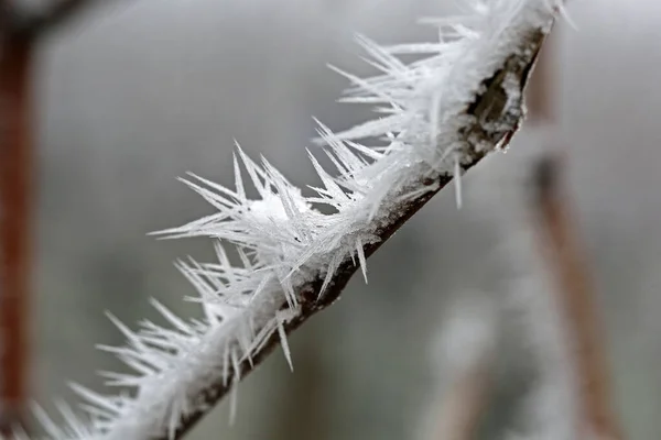 Cristal Glace Macro Gros Plan — Photo