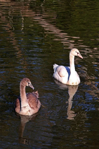 two swans, swans, brown and white swan