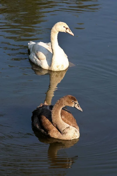 Deux Cygnes Cygnes Cygne Brun Cygne Blanc — Photo