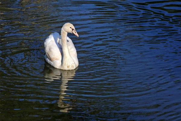 Cygne Blanc Dans Eau — Photo