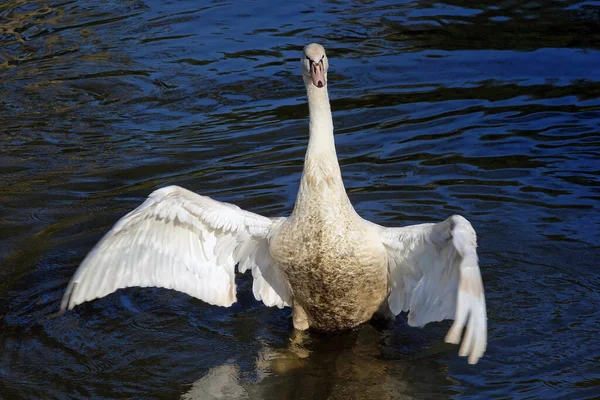 Cygne Blanc Cygne Gros Plan — Photo