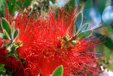 Callisten on Citrinus, çiçek, yakın plan