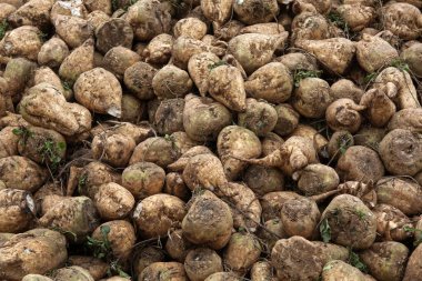 Şeker pancarı, tarım, yakın çekim