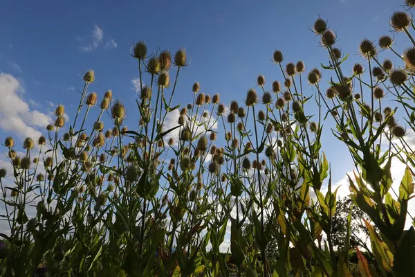 Teasel Närbild Kvällen — Stockfoto