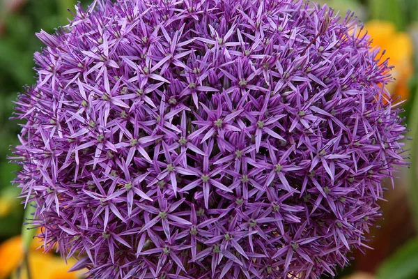 Ornamental Onion Bloom Closeup — Stock Photo, Image