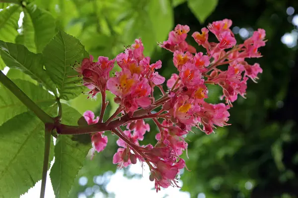 Blommande Kastanjeblomma Närbild — Stockfoto