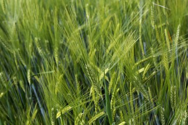 Tahıl kulaklarından kapat