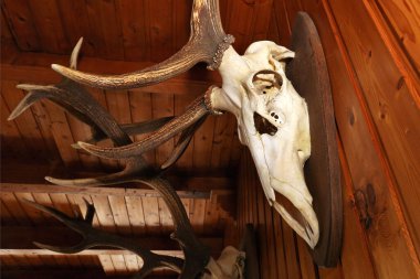 Tahta duvarda geyik boynuzları