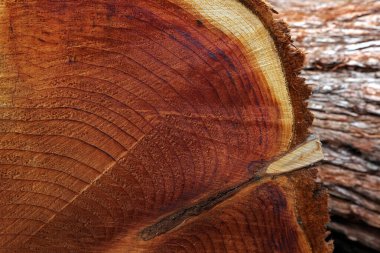 Kesilmiş ağaç, kesilmiş, yakın plan