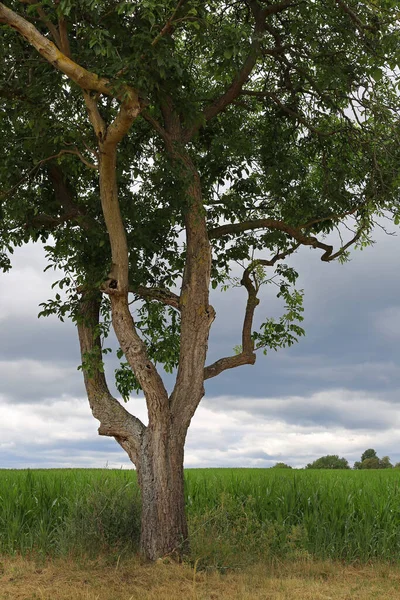 Tronco Árvore Céu Nublado — Fotografia de Stock