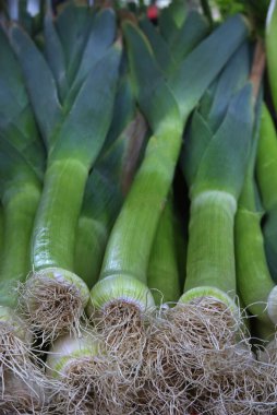 Taze pırasa, pırasa, yakın plan