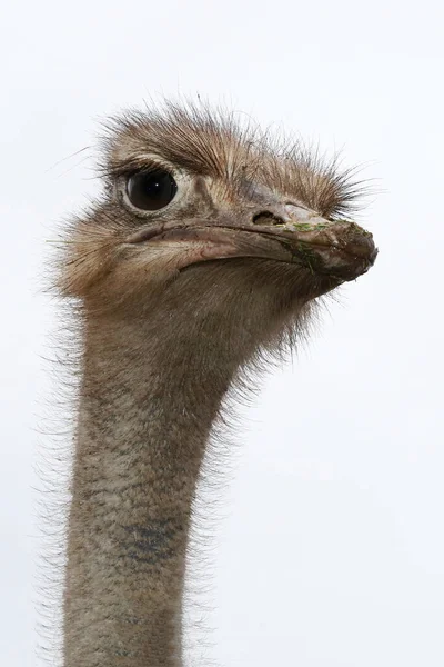 Ostrich Portrait Bird Closeup — Stock Photo, Image