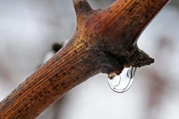 Goutte Rosée Matinale Sur Une Branche Vigne Automne — Photo