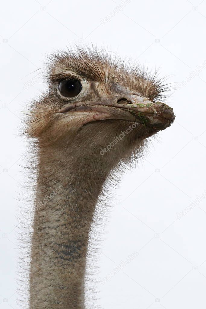 ostrich, portrait, bird, closeup