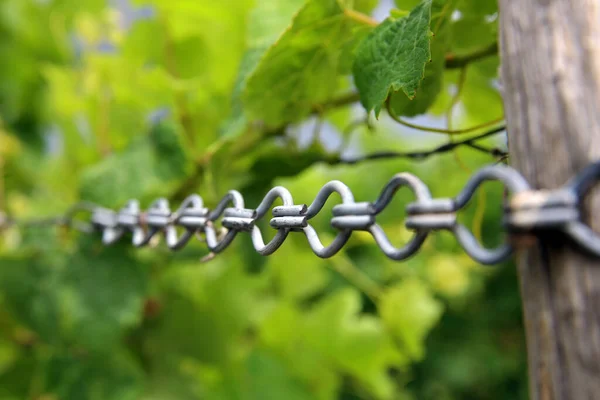 Chaîne Tension Dans Vignoble — Photo