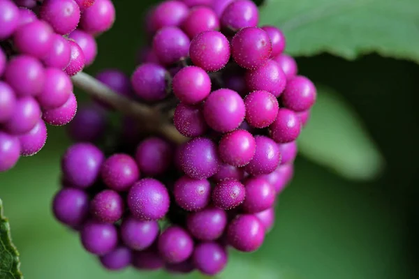 Bellezza Cinese Frutta Primo Piano — Foto Stock