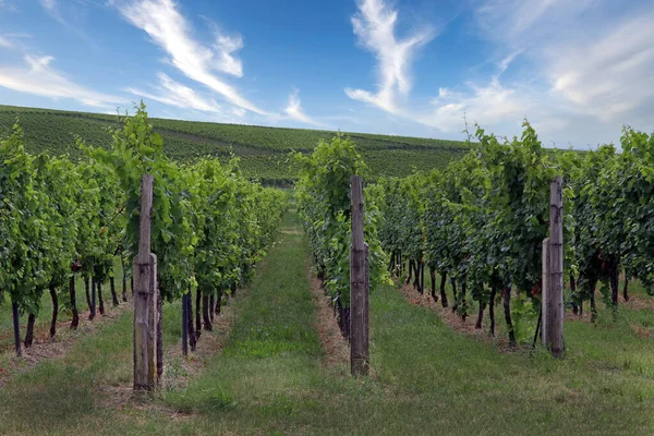 Viñedo Sur Del Palatinado — Foto de Stock