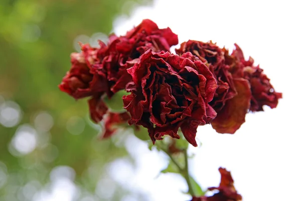 시들어 장미꽃 봉오리 — 스톡 사진