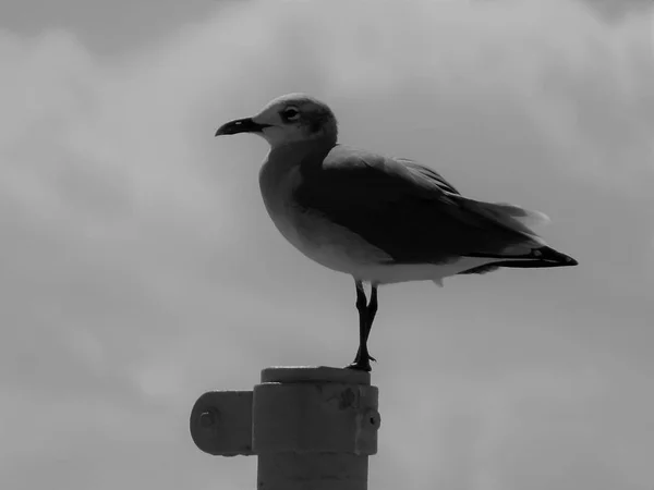 夏天坐在旗杆上的海鸥 — 图库照片