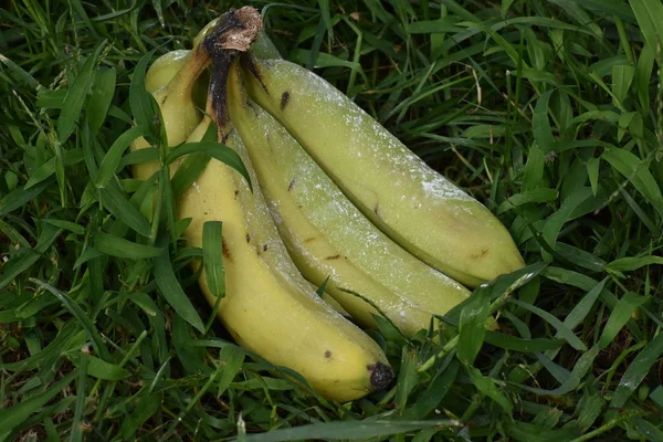 Bündel Gelber Bananen Gras — Stockfoto