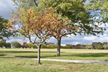 sonbaharda yapraklar kısmen güneşli bir öğleden sonra