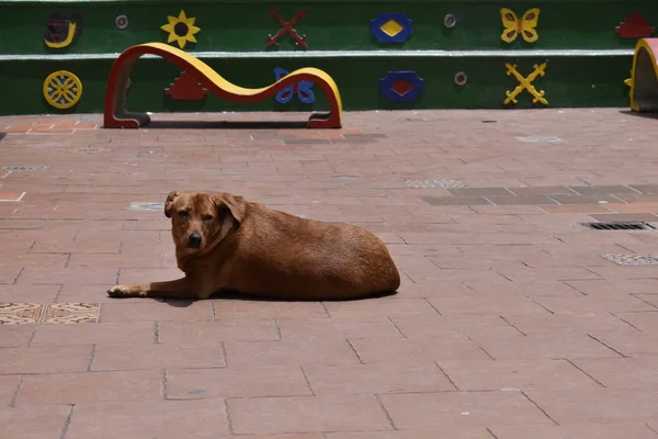 Plaza des Zocalos, eski Penol Antioquia, Colombia ortasına tembel köpek
