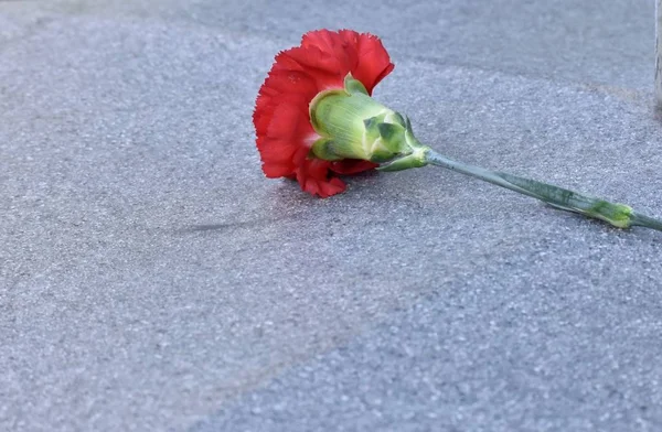 beton blok üzerinde karanfil