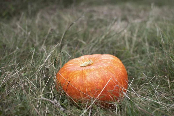 オレンジ色のカボチャがハロウィンの森の中の草の中に — ストック写真