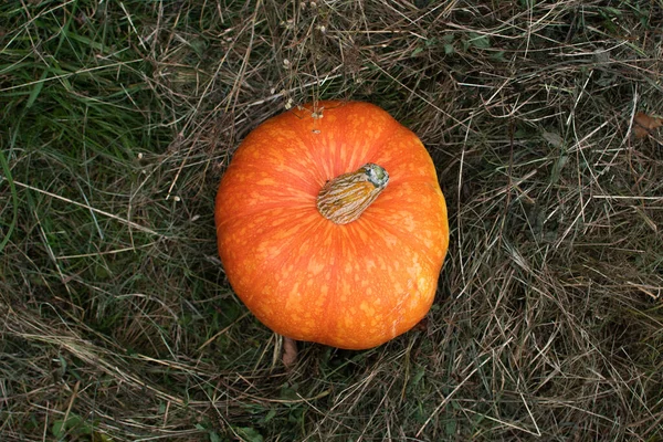 Pomerančová Dýně Leží Trávě Lese Halloween — Stock fotografie