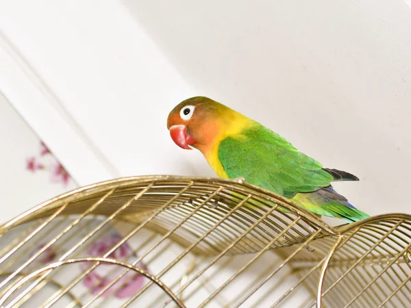 Small Multicolored Pet Parrot Sits Cage Parrot Has Green Plumage — Stock Photo, Image