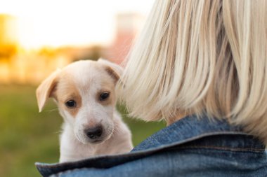 Jack Russell cinsinden küçük bir köpek yavrusu batan güneşin arka planında bir kızın kollarında oturuyor.