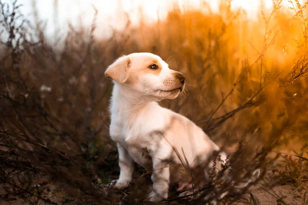 Pequeño Cachorro Jack Russell Sienta Hierba Seca Mira Sol Puesta —  Fotos de Stock