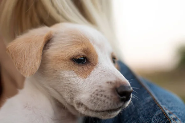 Malé Štěně Plemene Jack Russell Sedící Dívčích Pažích Pozadí Zapadajícího — Stock fotografie