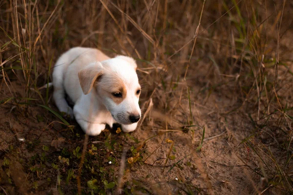 Pequeño Cachorro Jack Russell Sienta Hierba Seca Mira Sol Puesta —  Fotos de Stock