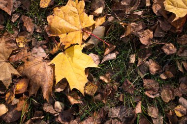 Ağaçlardan düşen akçaağaç yapraklarından oluşan parlak bir sonbahar halısı. Sonbaharın ortasında doğanın durumu. Yukarıdan görünüm