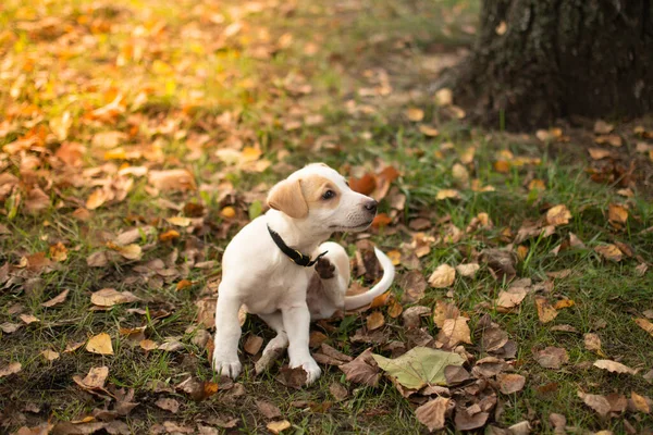 Pequeño Cachorro Jack Russell Juega Bosque Otoño Con Hojas Amarillas —  Fotos de Stock