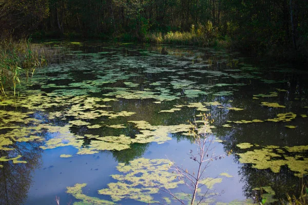 Pantano Agua Estancada Está Cubierta Algas Verdes — Foto de Stock