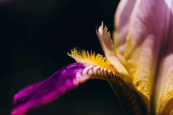Macro Photographie Plantes Fleurs Rosée Nature Fermer — Photo