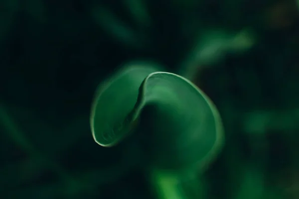 Forma Del Pétalo Con Los Bordes Largo Los Bordes Macro — Foto de Stock