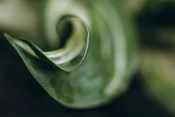 Shape Petal Edges Edges Macro Shot — Stock Photo, Image