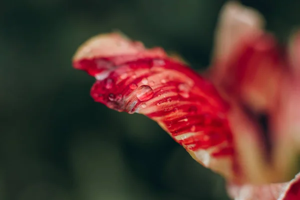 Macro Druppels Water Bloemblaadjes Van Bloem Regen — Stockfoto