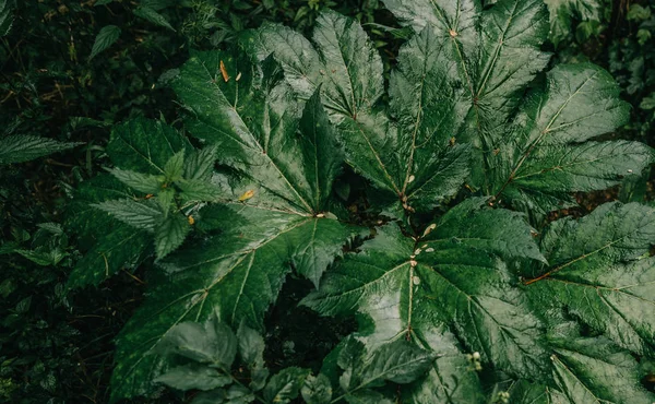 Hojas Pansnip Vaca Venenosa Verde Bosque Oscuro — Foto de Stock