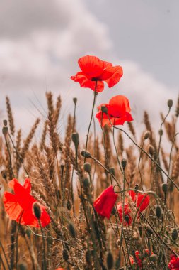Altın spikelets agroculture buğday ile sahada kırmızı haşhaş büyümek