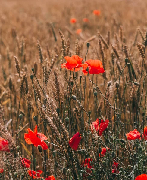 Поле Растут Красные Маки Золотыми Шипами Пшеницы Агрокультуры — стоковое фото