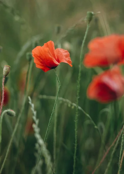 Rode Papavers Groeien Het Veld Met Groene Spike Van Landbouw — Stockfoto