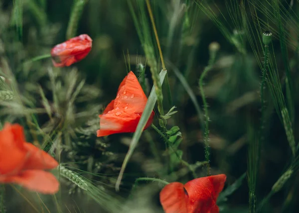 Rode Papavers Groeien Het Veld Met Groene Spike Van Landbouw — Stockfoto