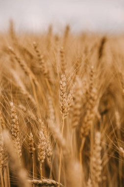 Olgun buğday tahıl tarım bitkileri alanında altın