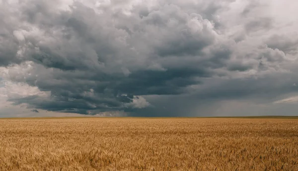fırtına ve kasırga ile tarımsal ürün buğday ile bir alanın üzerinde kara bulutlar