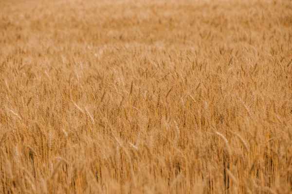 Les Céréales Blé Mûr Sont Dorées Sur Champ Des Cultures — Photo