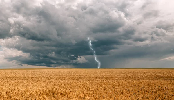 thunderstorm and a hurricane with black clouds and lightning over a field with agricultural crops wheat
